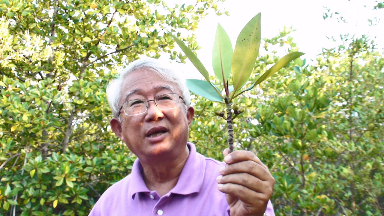 พบ ‘โกงกาง’ พันธ์ุใหม่! ในป่าชายเลนทูลกระหม่อม เชื่อเป็นพระบารมีฯ  