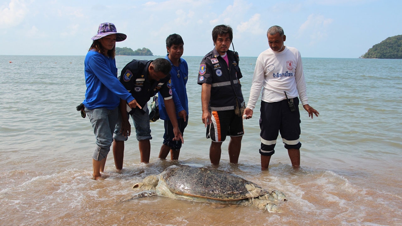 สลด! แม่เต่าตนุ อายุ 30 ปี ตายเกยหาด พร้อมไข่ ที่จันทบุรี