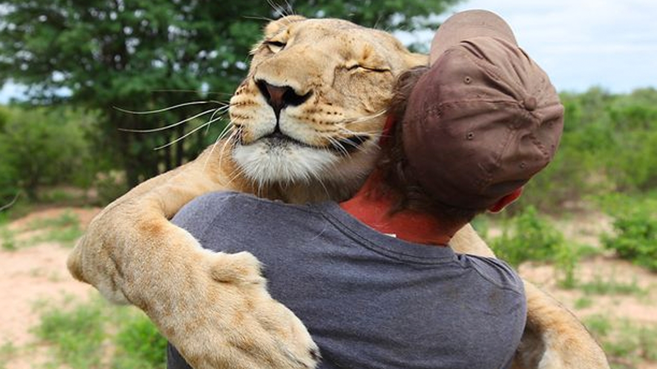  สิงโตนะไม่ใช่แมว! ภาพสุดประทับใจ‘เจ้าป่า’โดดกอดคน แบบรักสุดๆ (ชมคลิป)