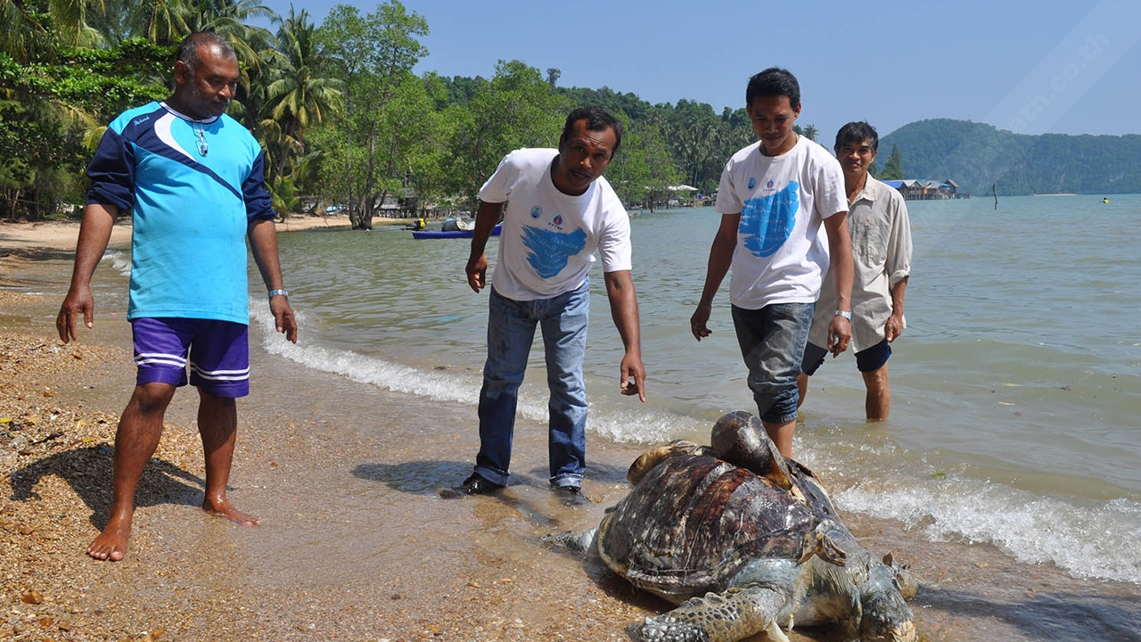 เจออีกตัว ‘ทวดเต่า’ ถูกใบพัดเรือตีกระดองแตกตาย  