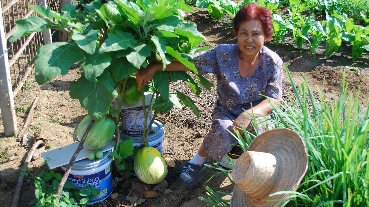 ชาวเชียงใหม่ตื่น! มะเขือประหลาดลูกเท่าแตงโม