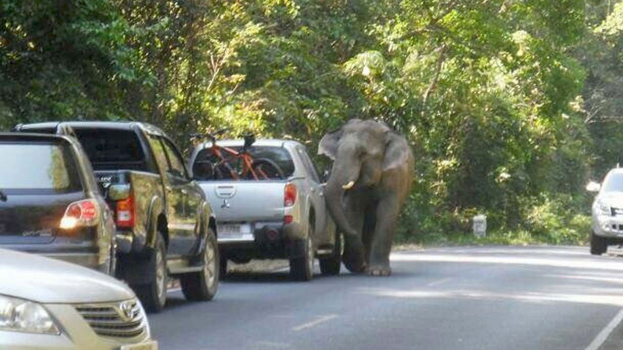 ช้างป่าเขาใหญ่ข้ามถนนตกใจเสียงแตร ไล่พังรถนักท่องเที่ยว 