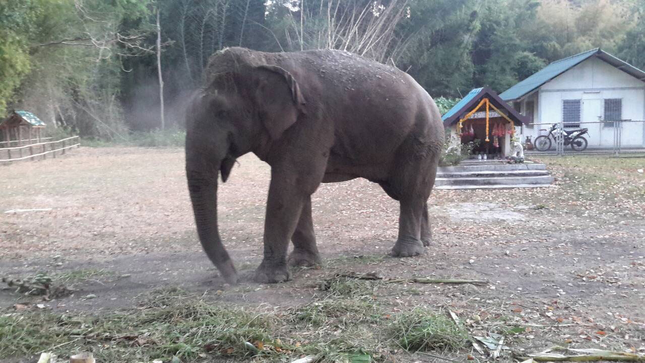 สั่งล่าพรานทมิฬ ยิงช้างจนวิ่งหนีตายออกจากป่าเมืองกาญจน์