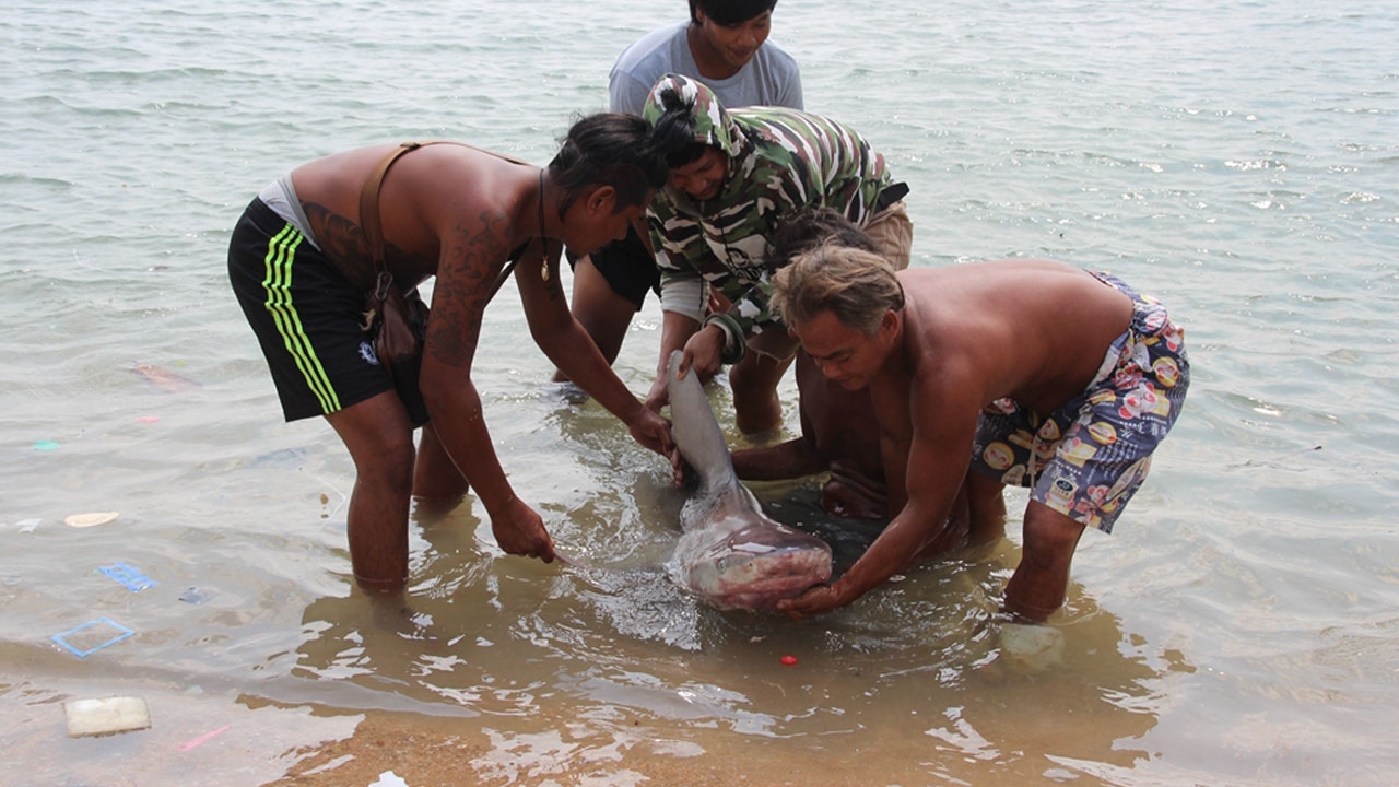 ชาวบ้านแห่ช่วย 'ฉลามขาว' บาดเจ็บ พัดเกยตื้นก่อนสิ้นใจตาย