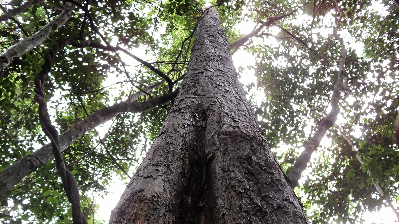 เพิ่มคาร์บอนไดออกไซด์ทดลองการรับมือของต้นไม้