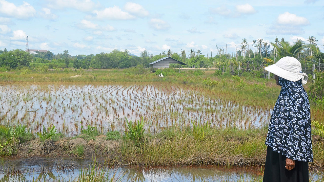 อัดงบกลางเพิ่มเสริมแกร่งเศรษฐกิจ รัฐไฟเขียวประกันข้าวนาปี60