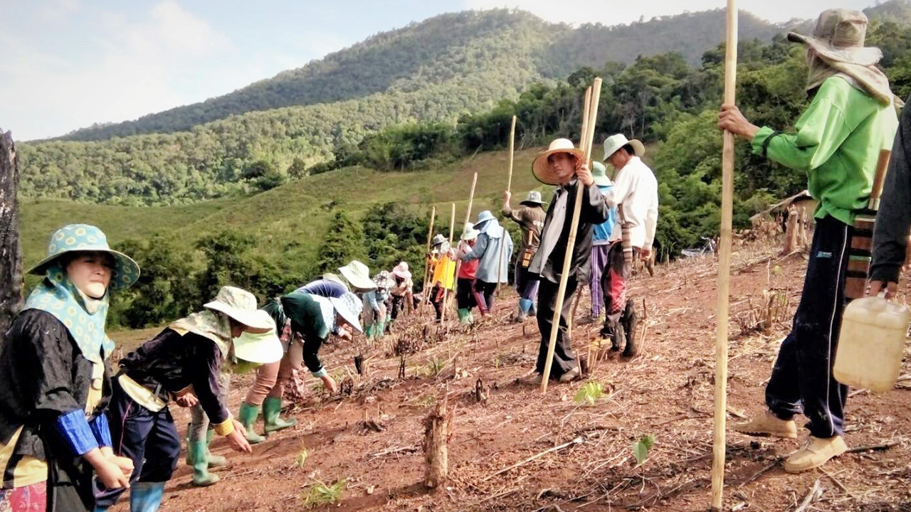 สืบสายพันธุ์เก่าแก่ “ข้าวดอย” ม้งเวียงแก่น