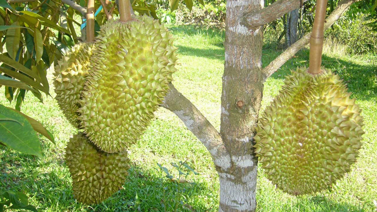 ทุเรียนมาแรง 1.6 หมื่นล้าน ชาวสวนเฮ!ตลาดส่งออกผลไม้สดใส