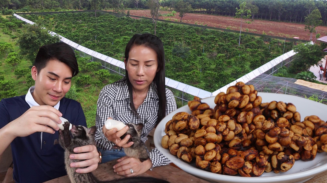 หนุ่มวัย 22 พลิกที่ดินนครพนม ทำไร่กาแฟขี้ชะมด ยอดส่งออกล้นกำไรหลายล้าน