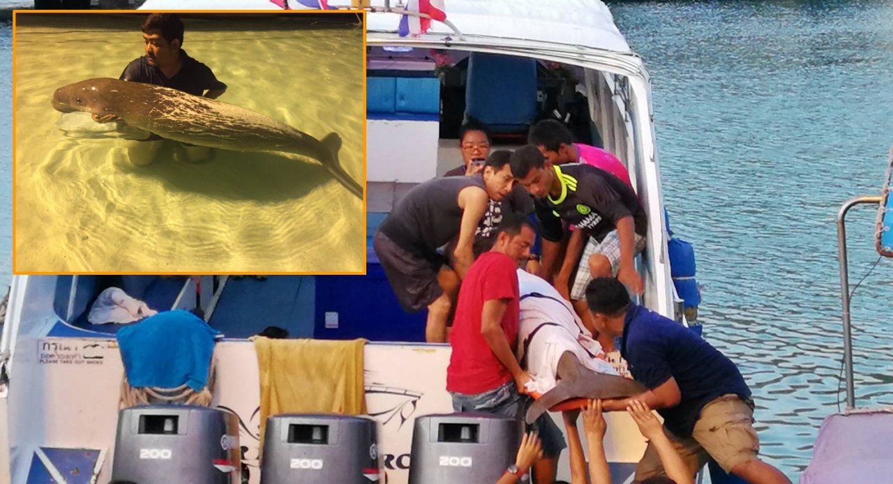 เสียดาย พะยูนตายอีกตัว อ่อนแรงว่ายเข้าอ่าว เกาะพีพี คาดกัดกันเอง