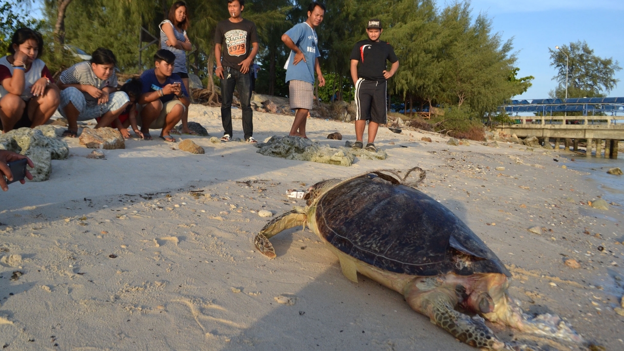พบ 'เต่าตนุ' เกยหาดเกาะพะงันตาย นับเป็นตัวที่ 4 ในรอบ 2 สัปดาห์!!