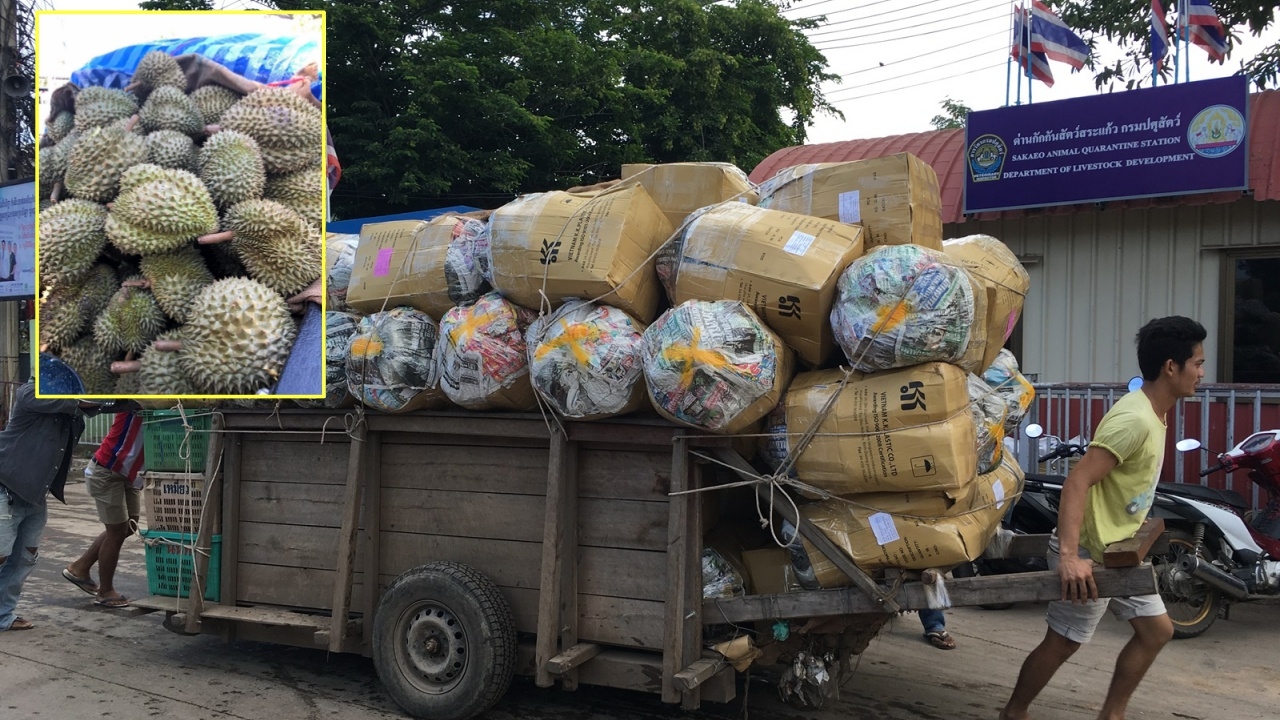 สิ่งมหัศจรรย์ของโลก พ่อค้าเขมรแห่ซื้อทุเรียนไทย บำเรอทัวร์จีนที่นครวัด 