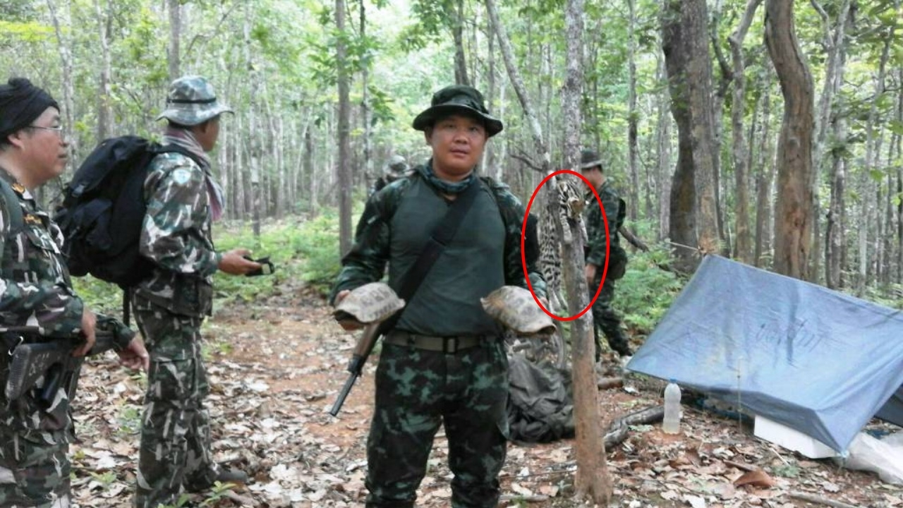 ลาดตระเวนป่าน่าน เจอซากเสือปลาถูกยิง เต่าเหลือง 3 ตัว ไร้ผู้แสดงตัว