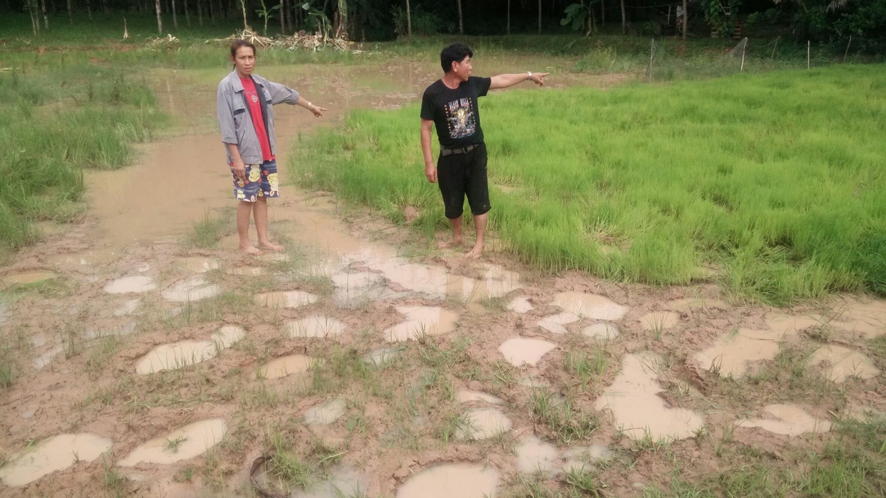 เสียต้นกล้าแต่รอดชีวิต! ช้างป่าลงเขา เหยียบนาบึงกาฬ ทำลายเหี้ยน
