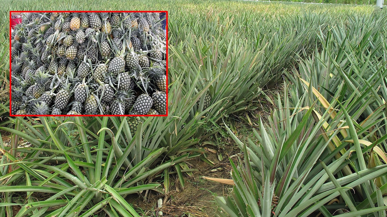 'พาณิชย์' เร่งแก้ราคาสับปะรดตกต่ำ ดึงโรงงานผลไม้กระป๋องช่วยซื้อ