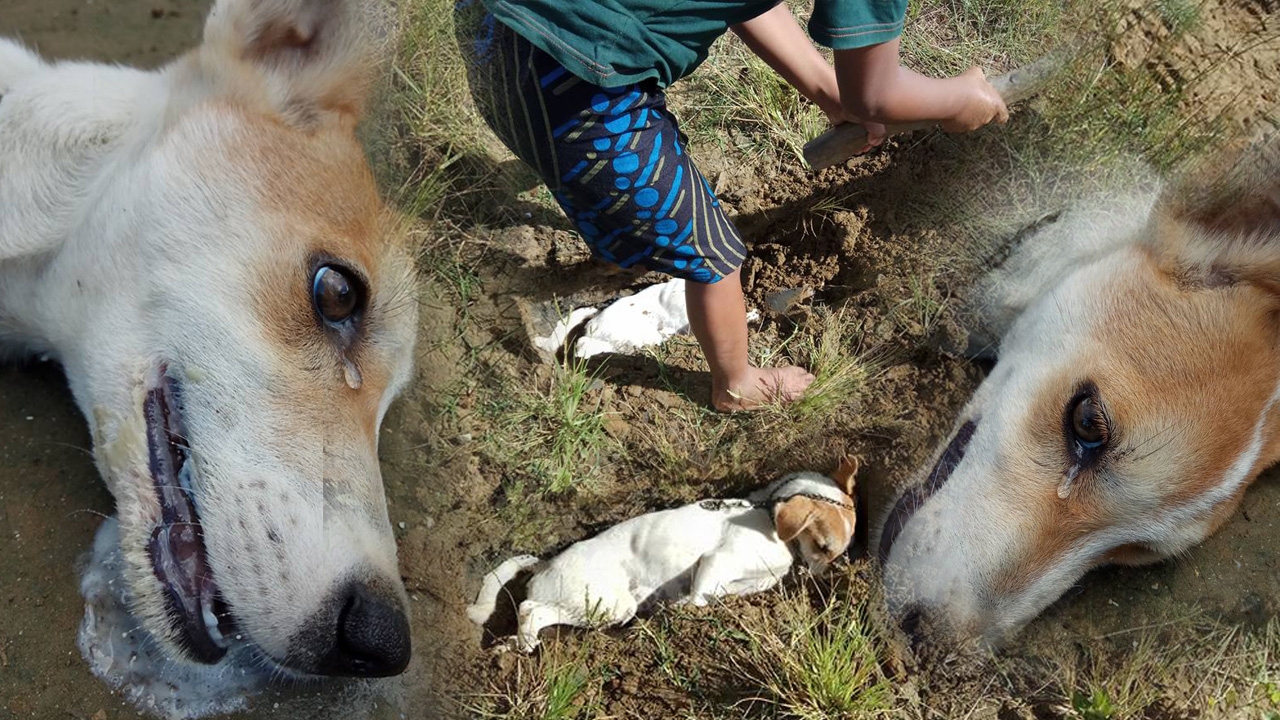 บีบหัวใจคนรักสัตว์! แนะ 7 ข้อ ช่วยหมาโดนวางยา ถ่วงเวลาก่อนถึงมือหมอ (ชมคลิป)