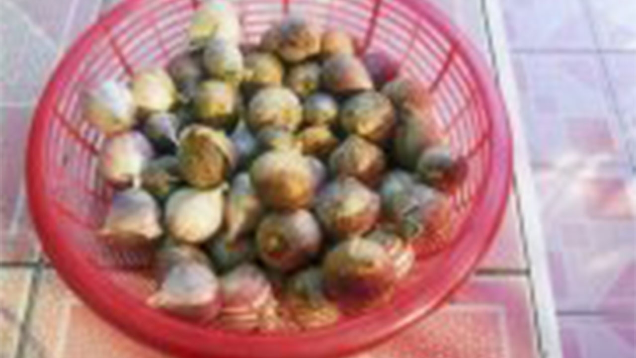 “กระเทียม” บรรเทา ปลายประสาทอักเสบได้