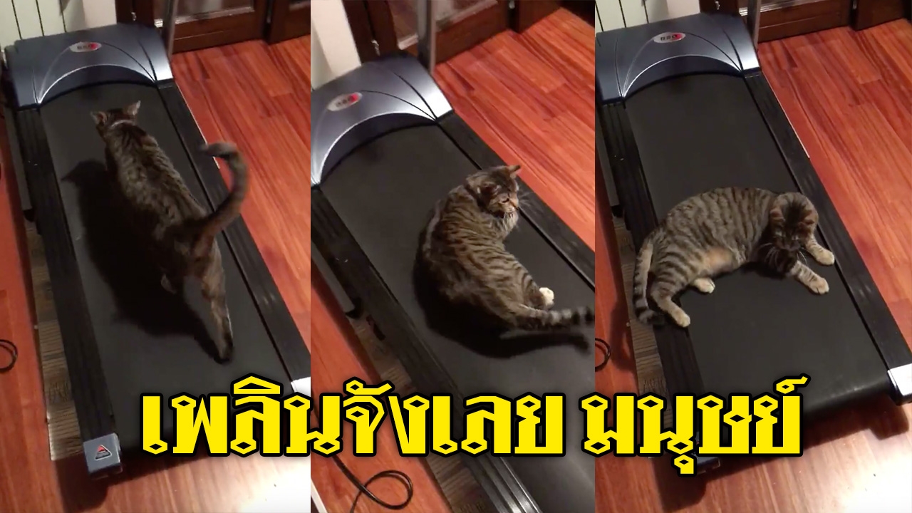 มันจะลื่นๆ หน่อย! ‘เจ้าเหมียว’ จอมซน โชว์วิ่งบนลู่ออกกำลังกาย (คลิป)