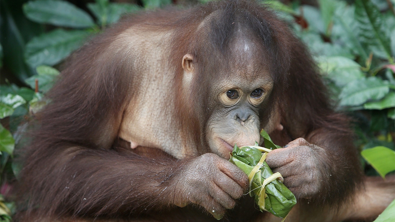 อยากกินบ๊ะจ่าง