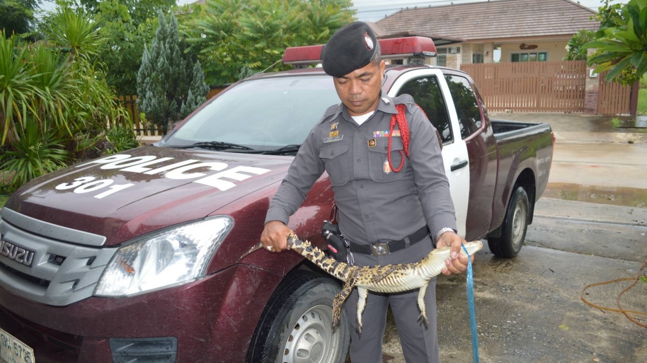 ชาวบ้านชลบุรี หว่านแหหาปลาเจอลูกจระเข้ คาดหลุดจากฟาร์มช่วงฝนตก