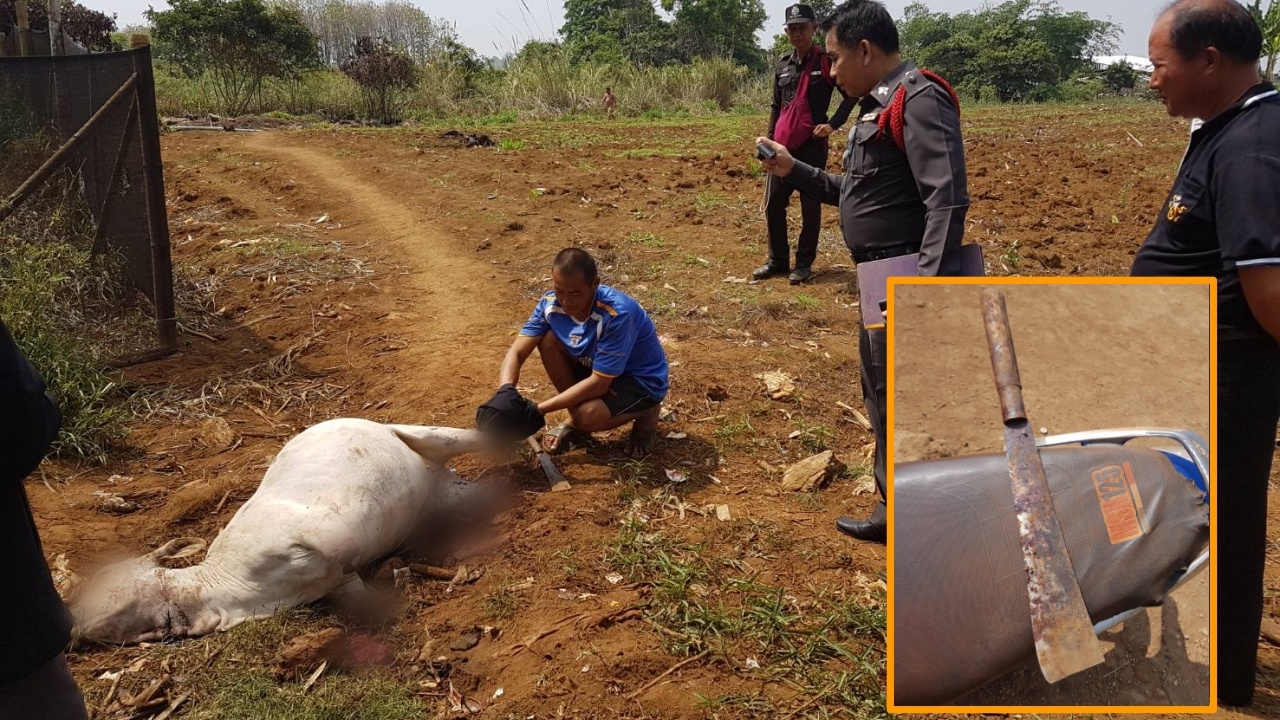 สุดเวทนา ทาสยาเสพจนหลอนทุบหัววัวน้อย มีดเถือ 4 ขาเอาไปต้มซุป 