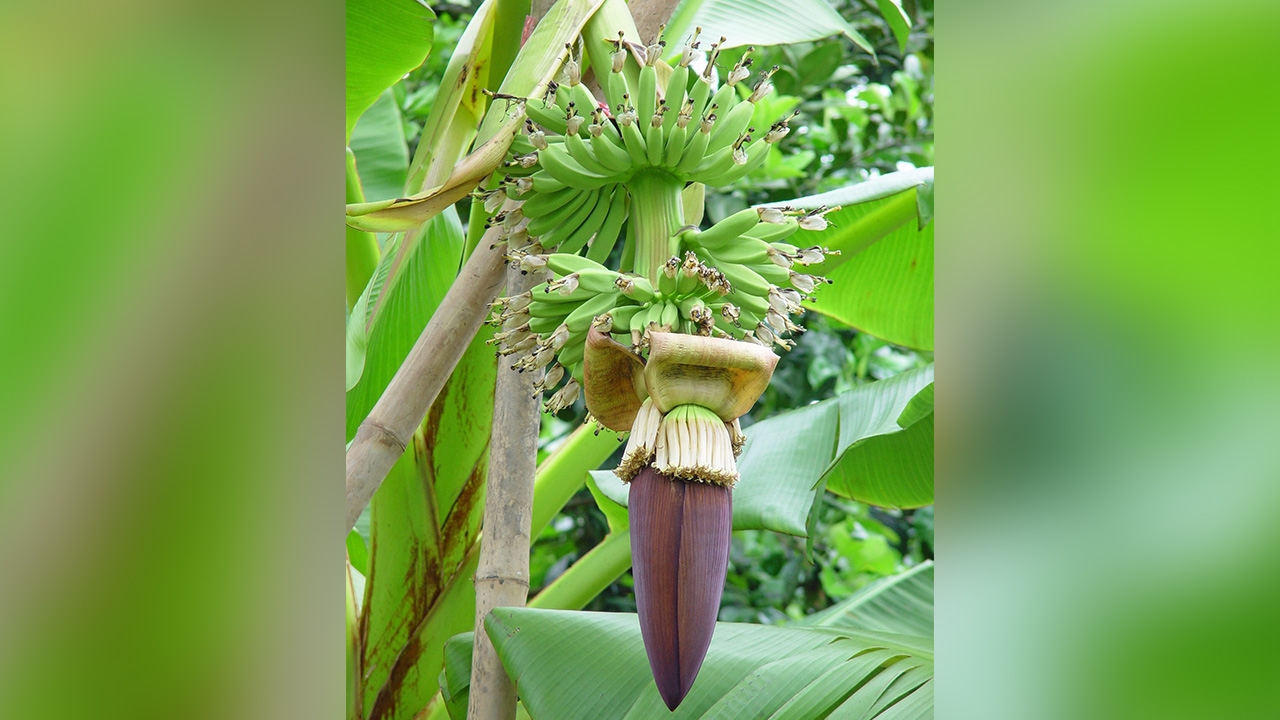 สวนกล้วยระวัง 3 โรครุม