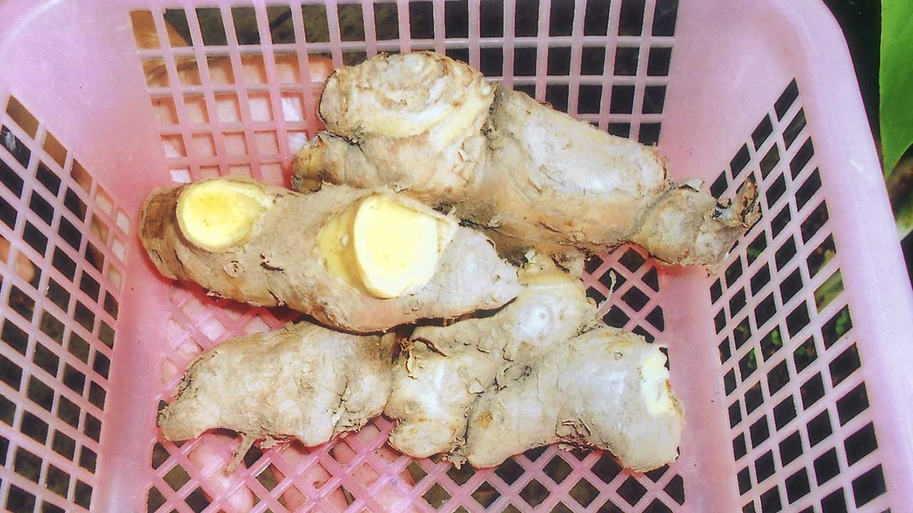 "ไพล" สรรพคุณเยอะ