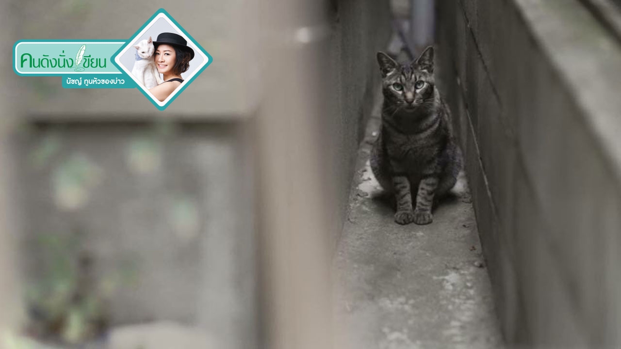 ญี่ปุ่นเลิกรมแก๊สแมวจร หันใช้ 'ความรักและจิตสำนึก'