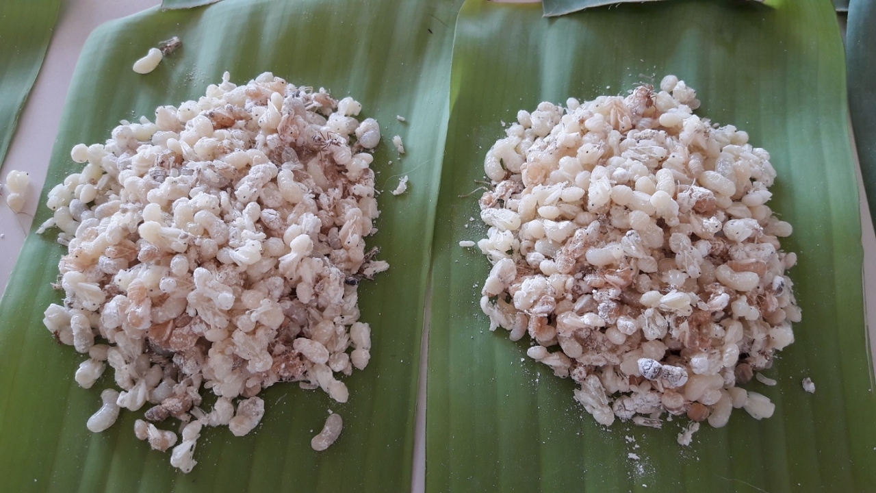 เปิบแค่ปีละครั้ง! 'ไข่มดส้ม' วัตถุดิบขึ้นชื่อของหมู่เฮาจาวเหนือ ลำขนาด