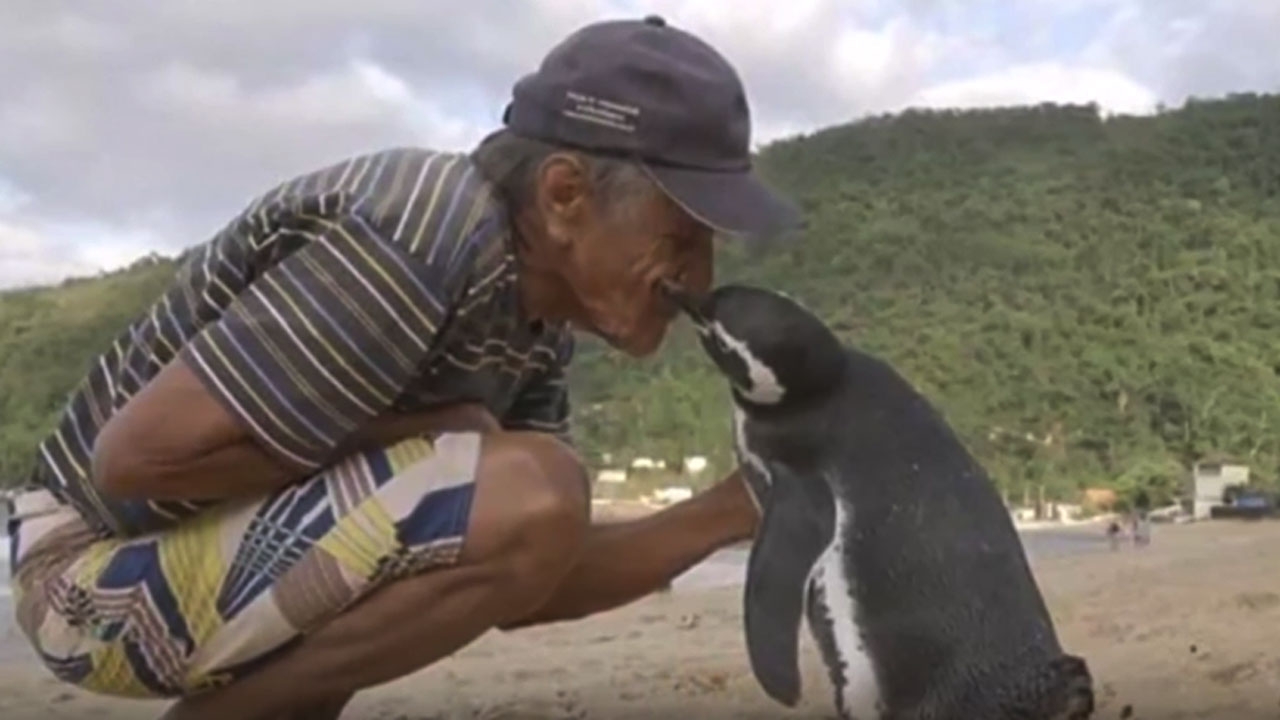 น้ำตาจะไหล! เพนกวินสุดรักชายบราซิล เคยช่วยชีวิต  ว่ายน้ำ 5 พันไมล์ มาหาทุกปี 