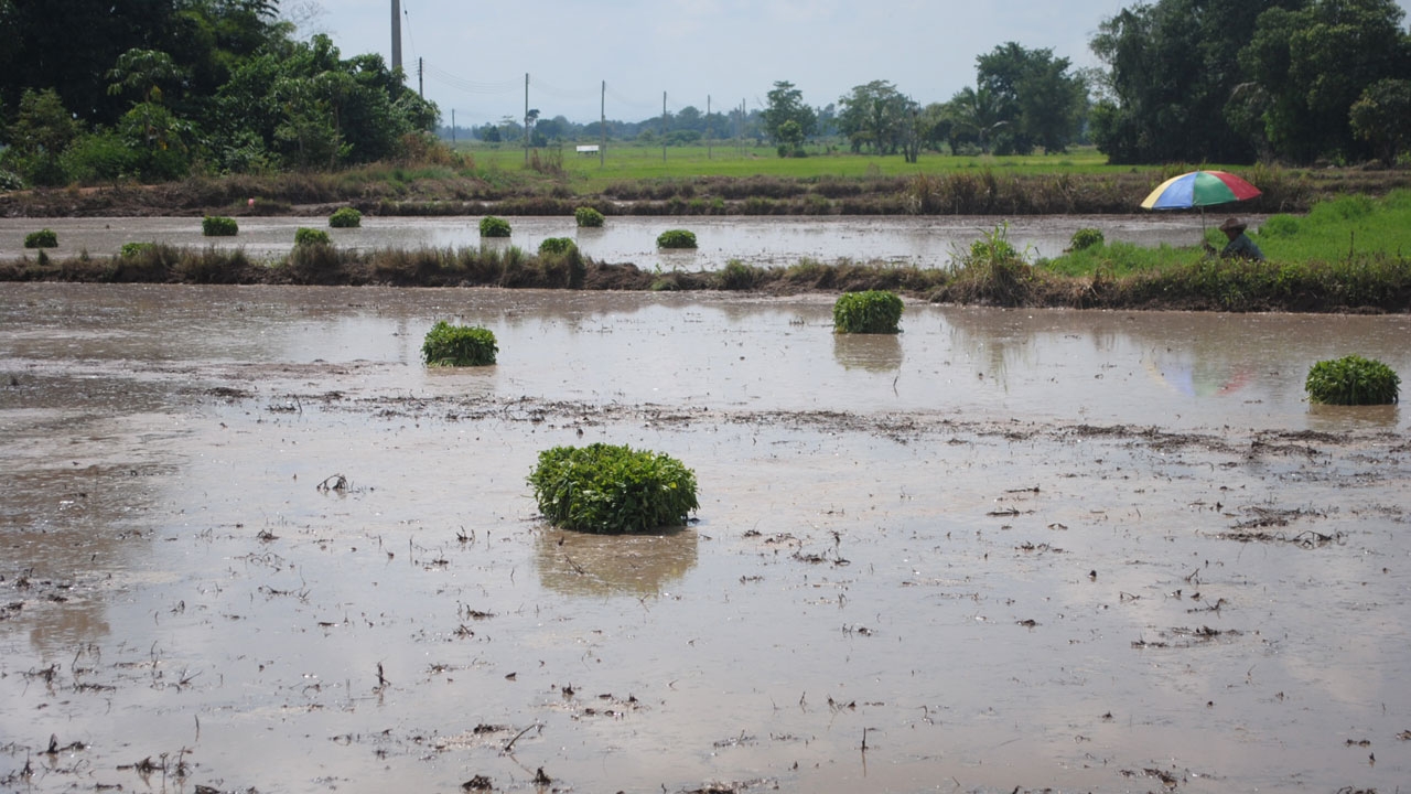 หนีแล้ง! เปลี่ยนนาข้าวเป็นนาผักบุ้ง รายได้ดีกว่าเกือบเท่าตัว