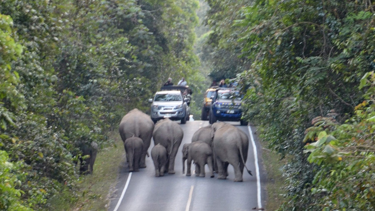 ไขปริศนาคลิปช้างหมู่มุงบิ๊กไบค์ 10 ข้อรู้จัก ป้องกัน 'ช้างป่าชาร์จ' ใส่ ฉบับ 'หมอล็อต' 
