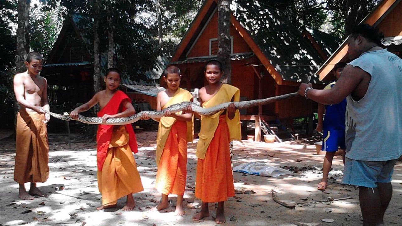  งูเหลือมจะกินไก่วัด! ซุ่มใกล้กุฏิสมภาร เณรมาเจอช่วยกันจับ