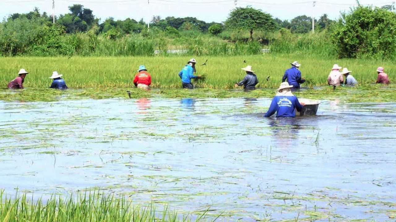 สธ.ศรีสะเกษ เตือนเกษตรกร ระวังโรคฉี่หนู ป่วยแล้ว 14 