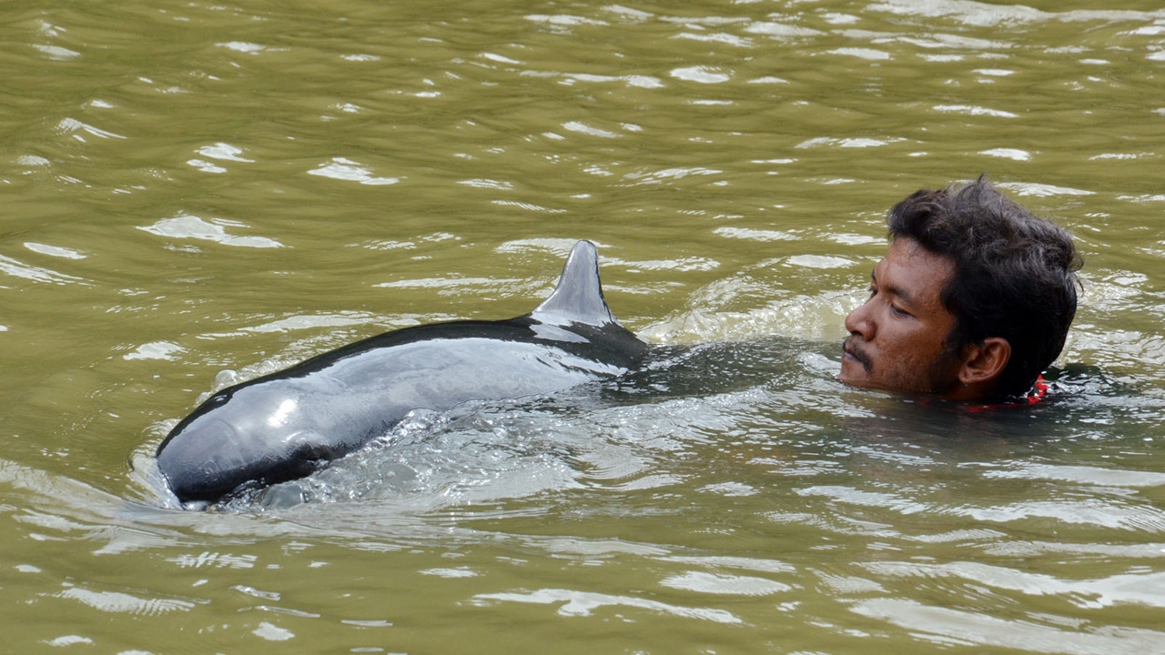 พบโลมาลายจุด พลัดหลงฝูง เกยตื้นหนองน้ำป่าชายเลนหลังเตาเผาขยะภูเก็ต
