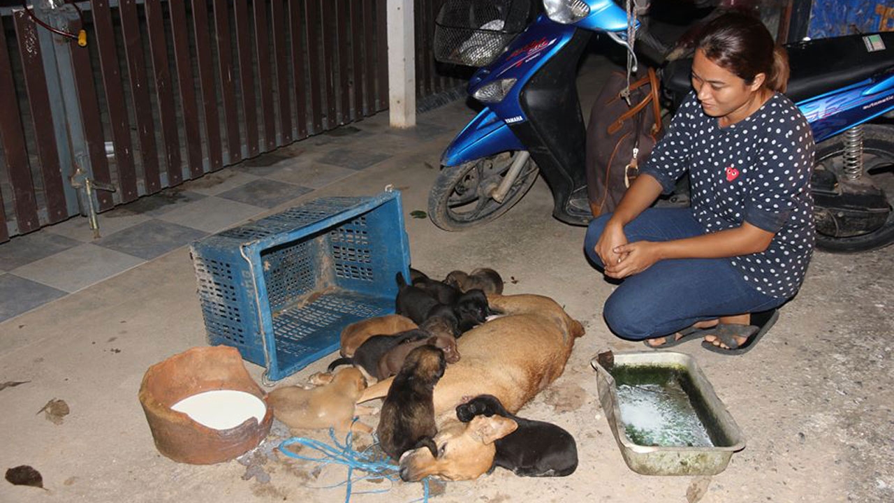 สุดสลด! ลูกสุนัข รุมกินนมประทังความหิว ไม่รู้ แม่ถูกยิงตายแล้ว  