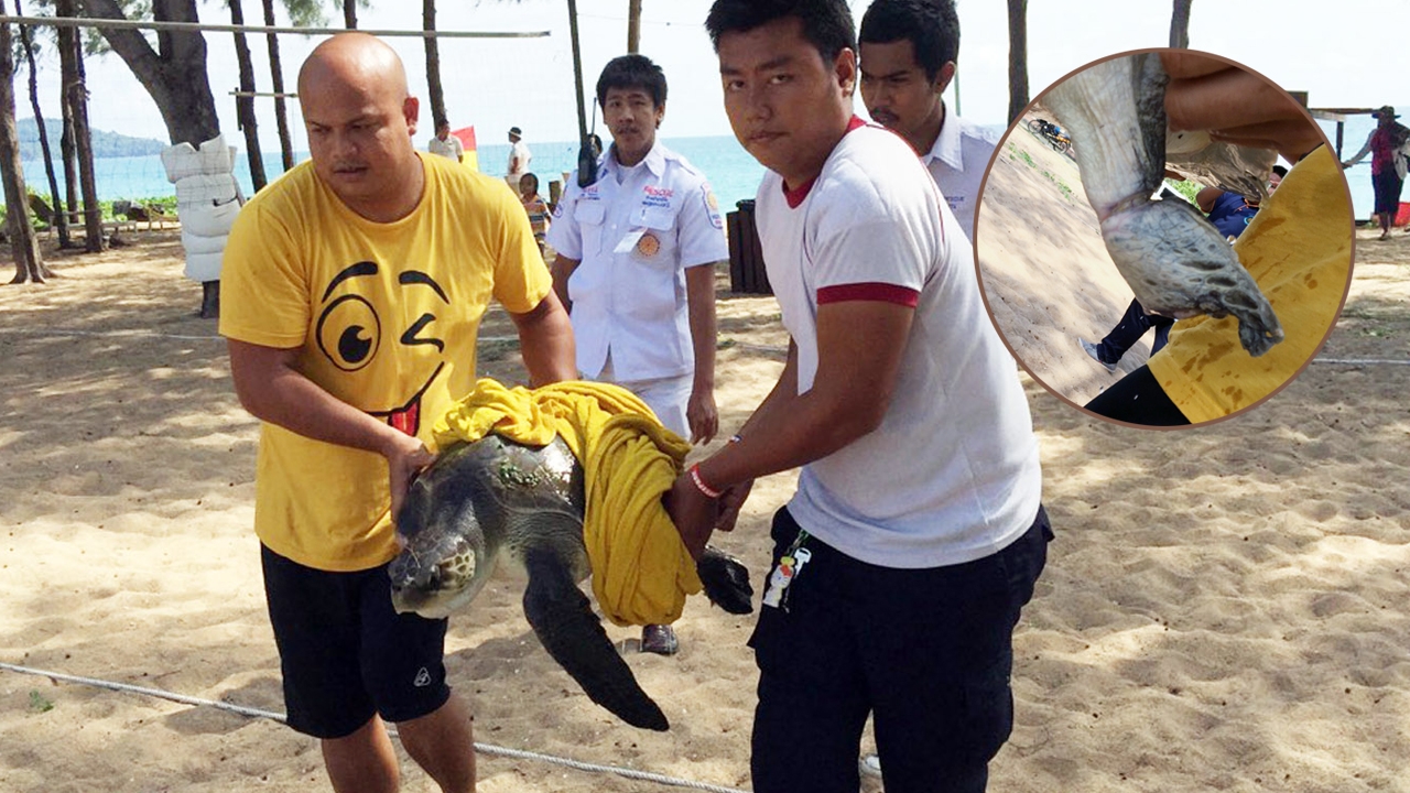 เต่าขาติดเชือกอวน ว่ายเกยหาดภูเก็ต จนท.เร่งช่วย