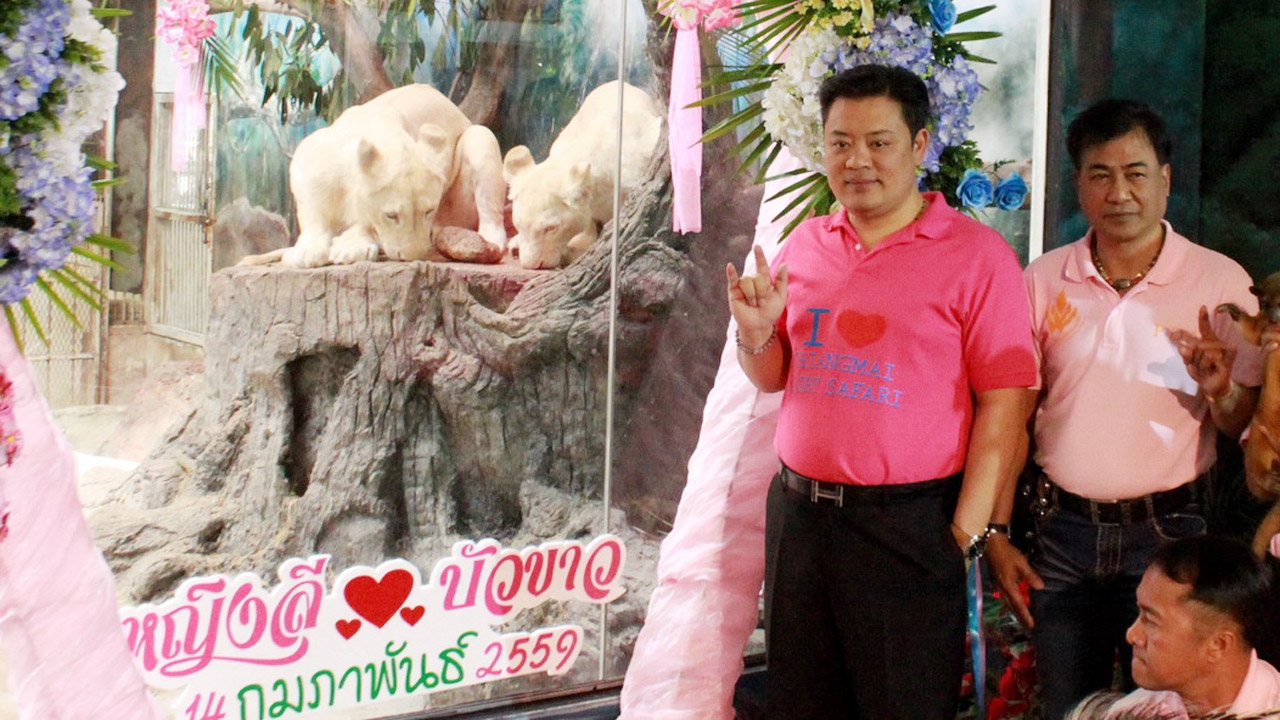 จัดแต่งสิงโตขาวฉลองวันความรัก