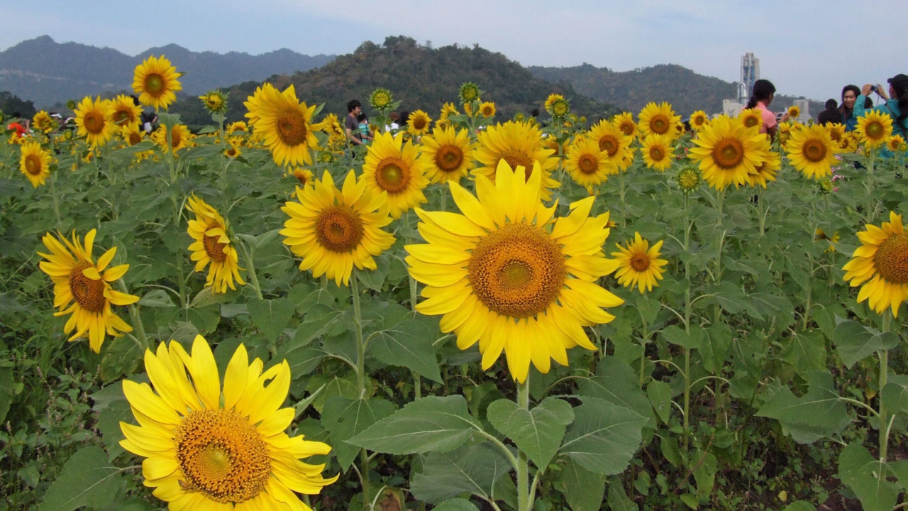 เมืองเพรียวเชิญชวน "เที่ยวทุ่งทานตะวัน"