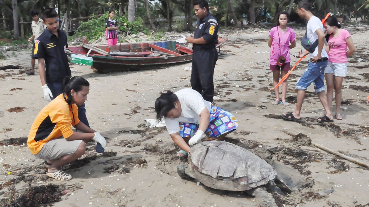 ตายอีก เต่าตนุสาว! มีไข่เต็มท้อง ลอยเกยหาดชุมพรตัวที่ 4