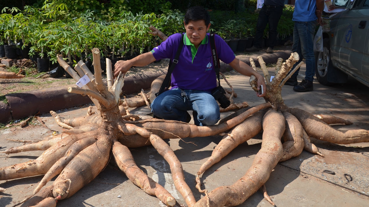 ตะลึง! หัวมันใหญ่มาก ต้นเดียวหนักกว่า 80 กก.