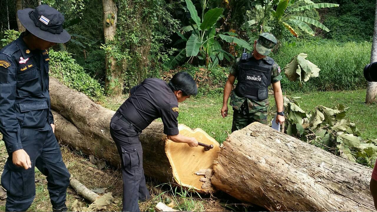 ตัดไม้สักใหญ่ บั่น 4 ท่อน อ้างเอาไปทำเรือยาว แฉนักการเมืองบงการ 