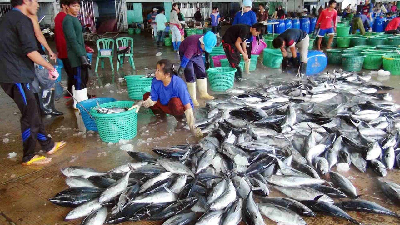 ท่าเทียบเรือประมงสงขลาคึกคัก! หลังหยุดฮารีรายอ สัตว์น้ำทะลักส่ง ตปท.