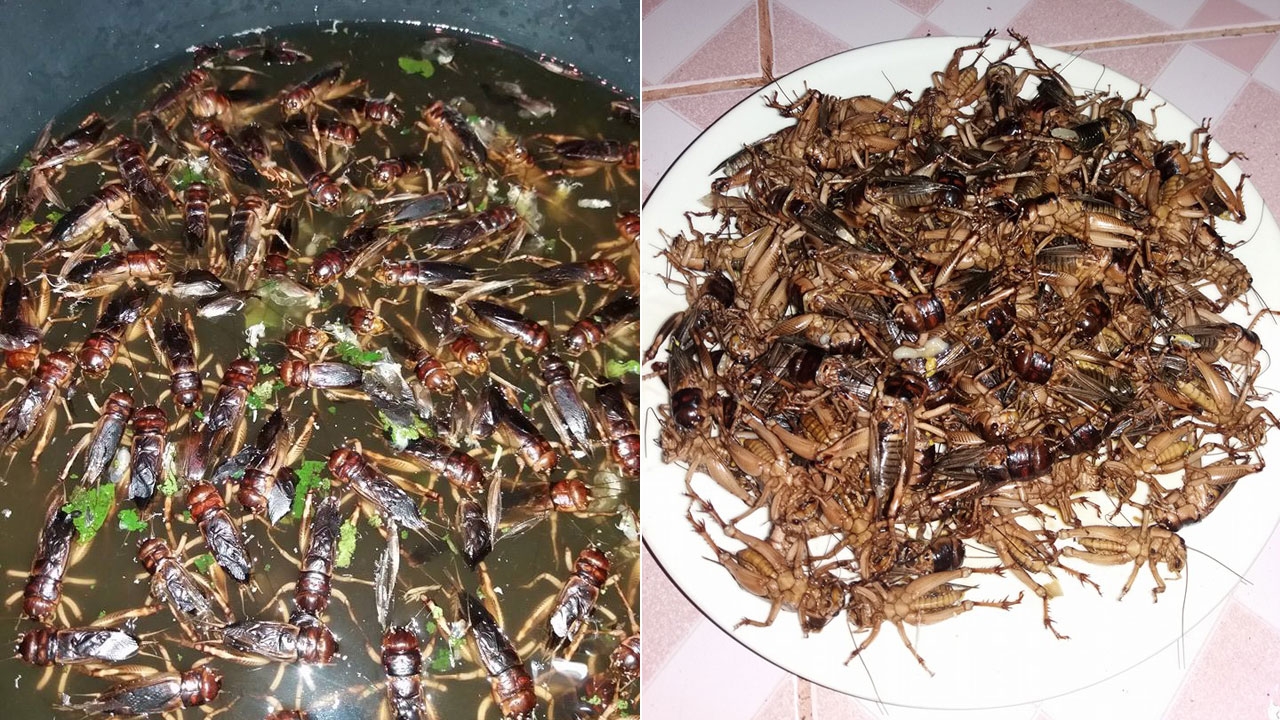 จิ้งหรีดแตกรังขึ้นที่สูง ชาวสวนส้มโอแห่จับ ทำเป็นกับแกล้มชั้นเลิศ