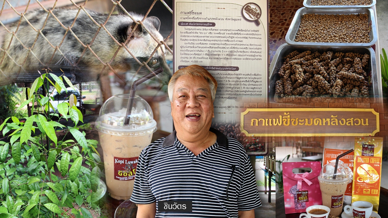 กาแฟขี้ชะมด ของแท้ที่ชุมพร