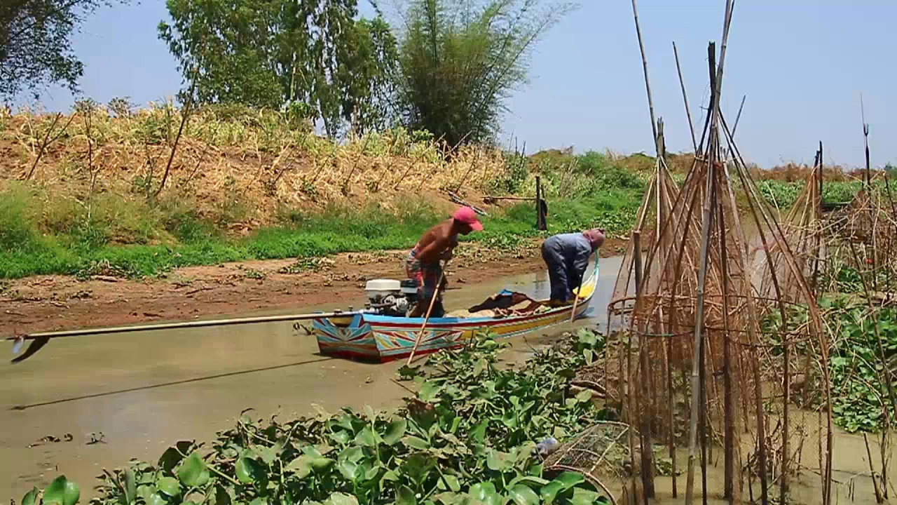 น้ำลดเรือติด บึงบอระเพ็ดแห้ง ประมงโอดหาปลาไม่ได้