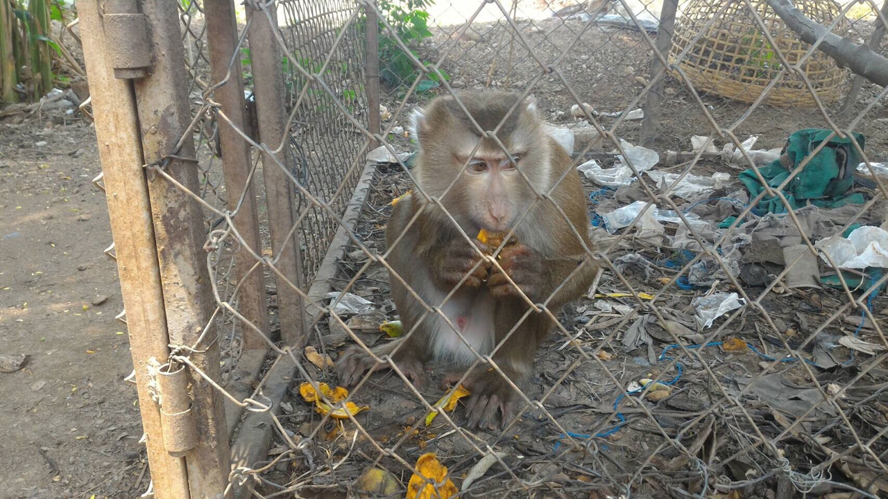 น่าสงสารลิงป่วย หนีไฟป่า ชาวบ้านที่น่านช่วยไว้ ส่งศูนย์อนุบาล   