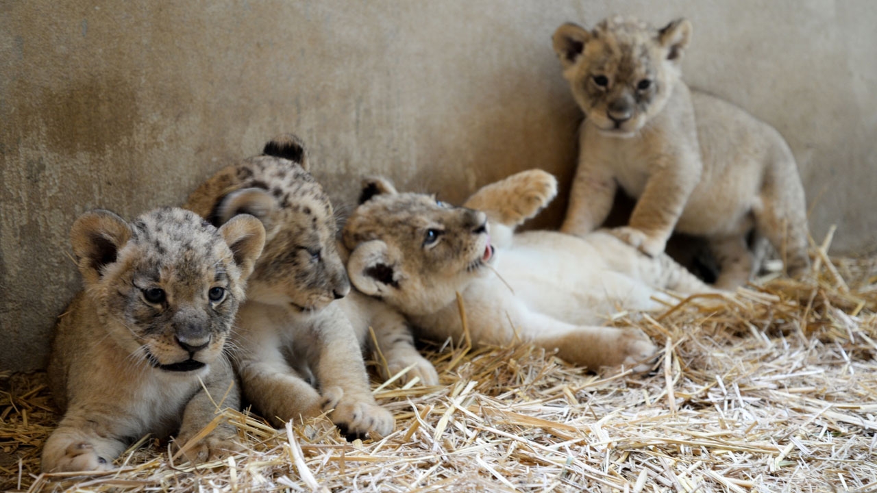 เชียงใหม่ไนท์ซาฟารี เปิดตัว 'ลูกสิงโต' ชวนตั้งชื่อต้อนรับสงกรานต์