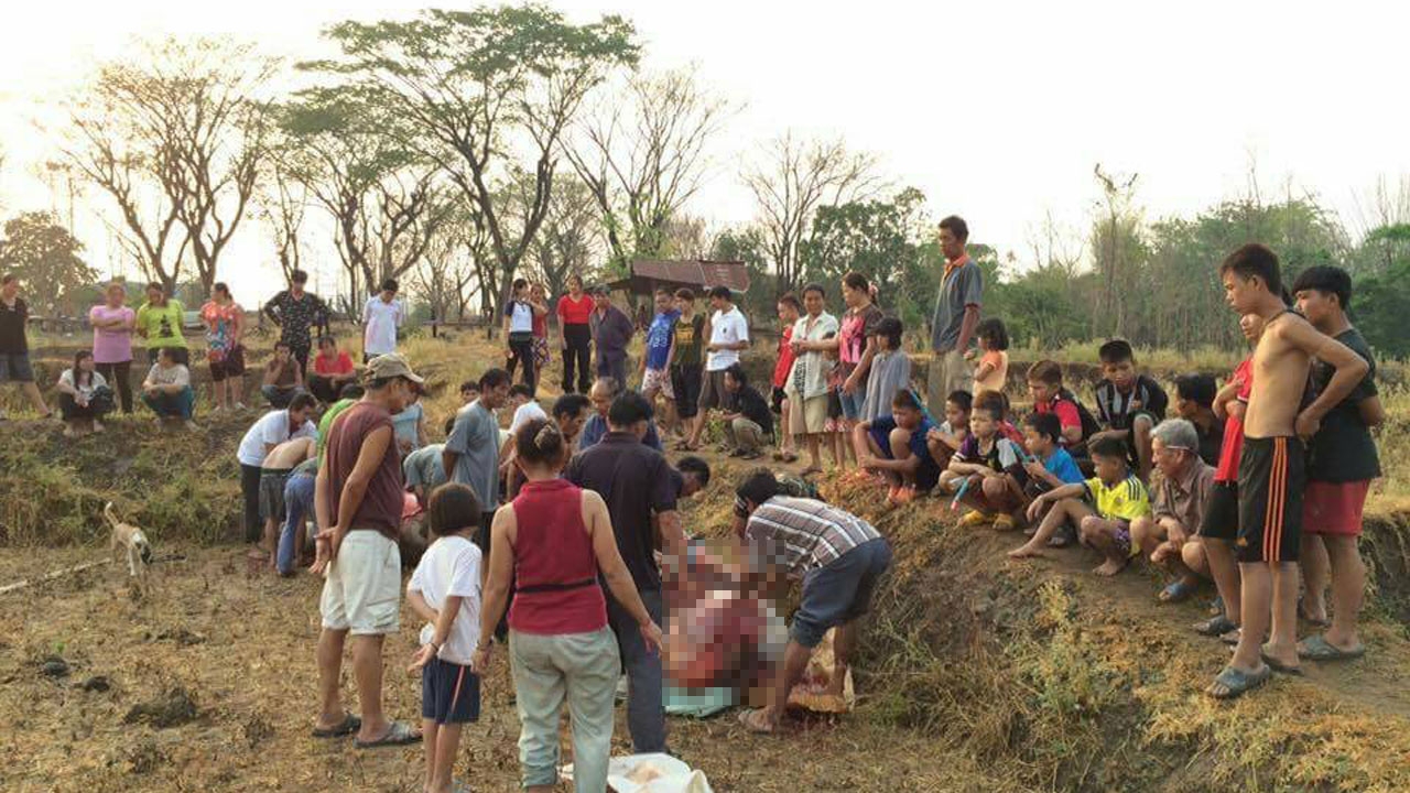 พายุฤดูร้อน ฟ้าพิโรธ! ผ่าโดนวัวชาวบ้านตาย 4 ตัวกลางทุ่งที่ลำปาง 