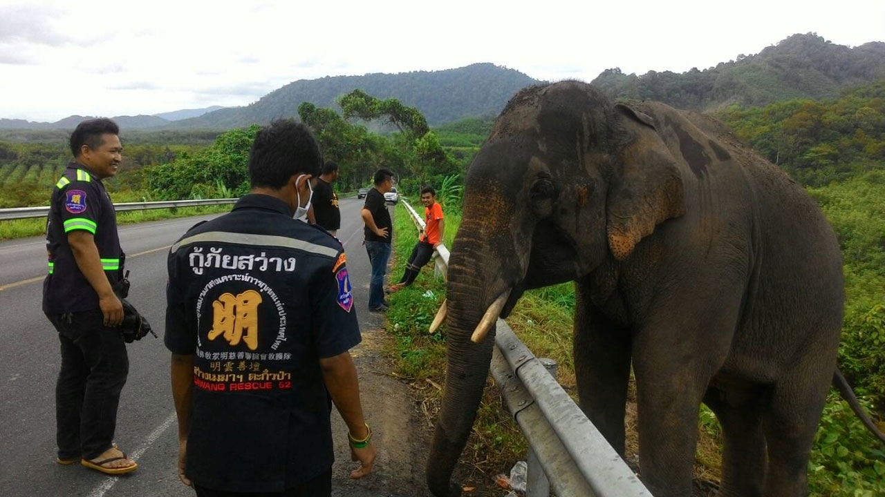 พบช้างแสนรู้ พลัดหลง ไหว้ขอบคุณคนให้อาหาร เดินริม ถ.ตะกั่วป่า